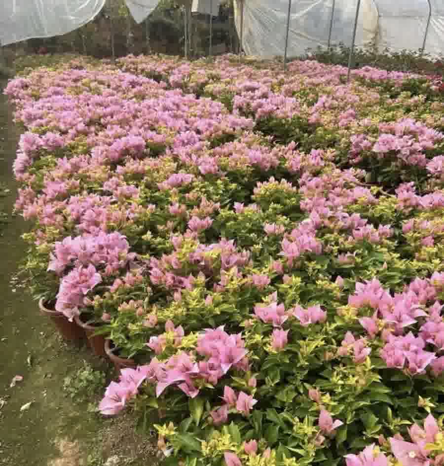扦插苗 Propagated Cuttings